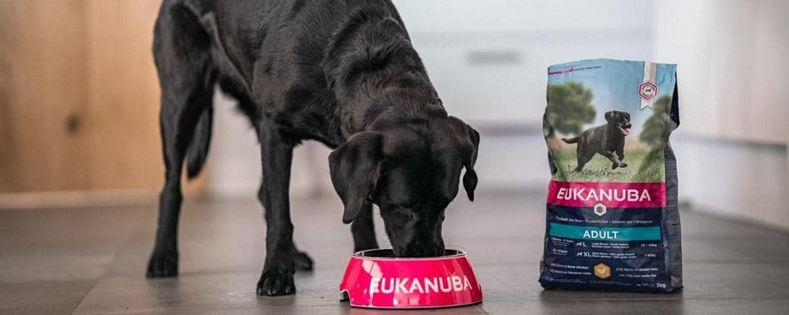 Bezirksverkaufsleiter (m/w/d) bei Tetra GmbH