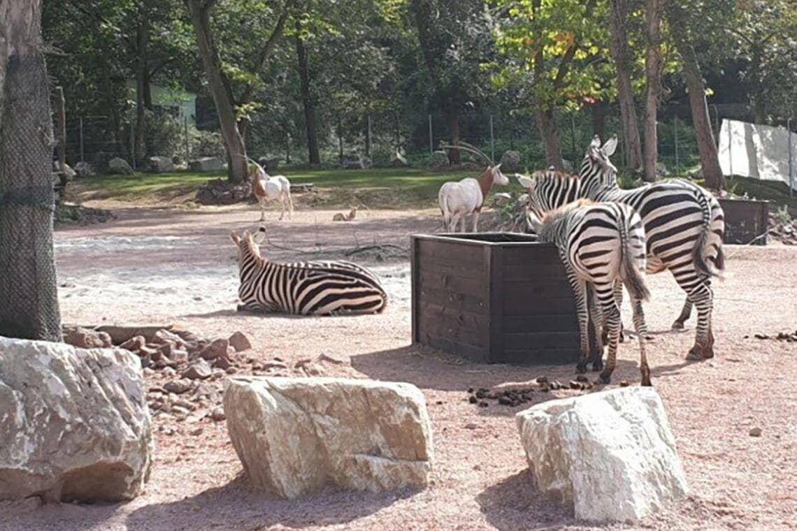 Gärtnerin oder Gärtner im Zoo Vivarium (w/m/d) bei Eigenbetrieb für kommunale Aufgaben und Dienstleistungen (EAD)