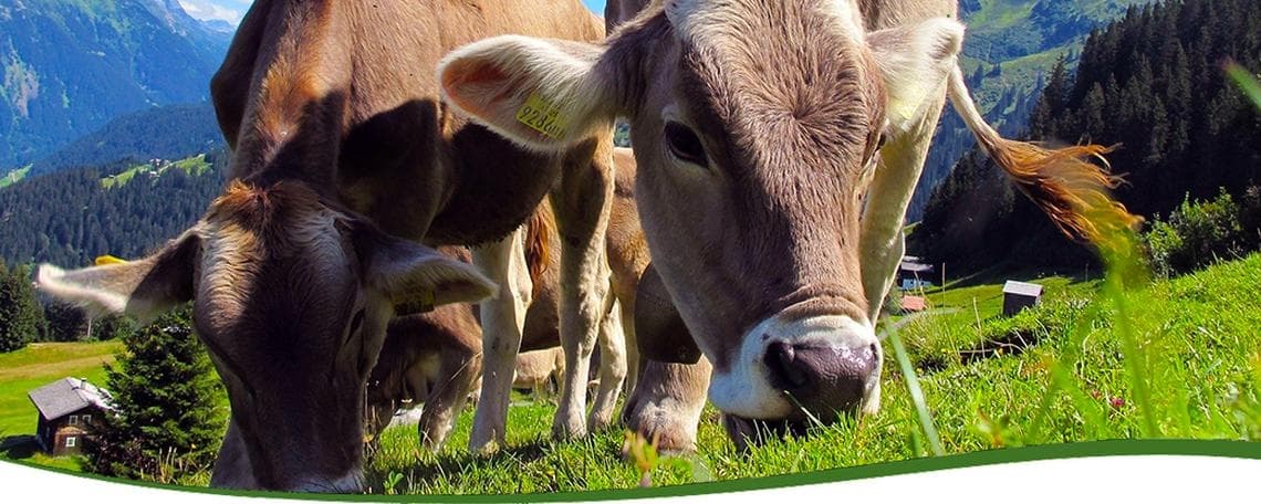 Sachbearbeiter Steuerungsprozesse B2B (m/w/d) bei Molkerei Hainichen-Freiberg GmbH & Co. KG