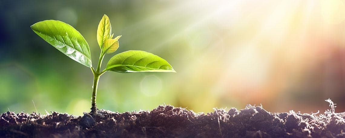 Projektcontroller-Erneuerbare Energien (w/m/d) bei Loick Bioenergie GmbH