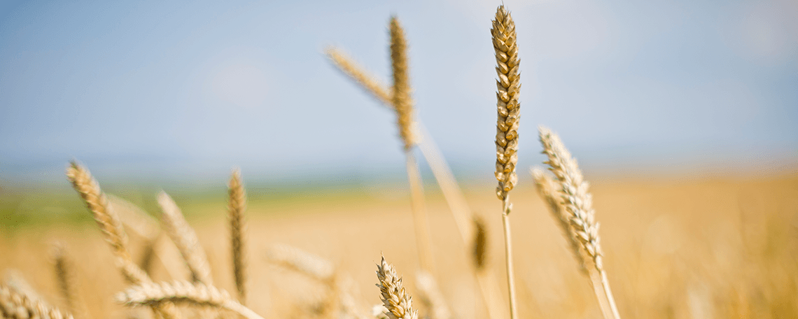 Bäcker (m/w/d) bei der Brotmacher GmbH