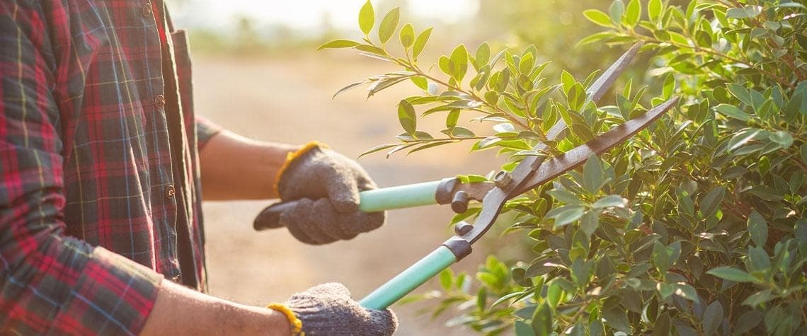 Gärtner (m/w/d) bei Autohaus Brüggemann GmbH & Co. KG