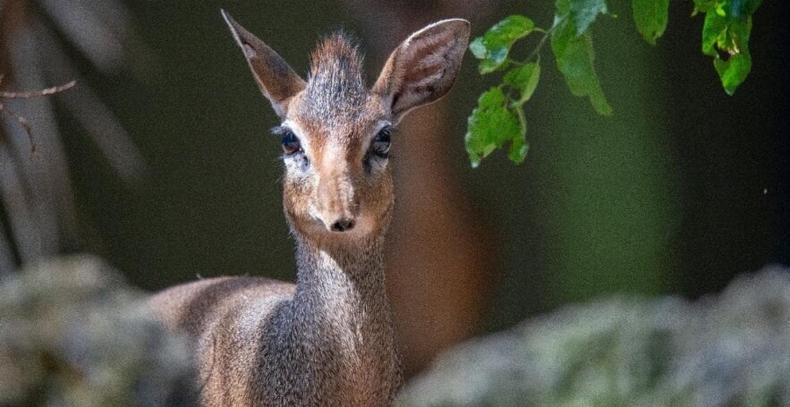 Zootierpflegerin oder Zootierpfleger (w/m/d) bei Zoo Vivarium Darmstadt