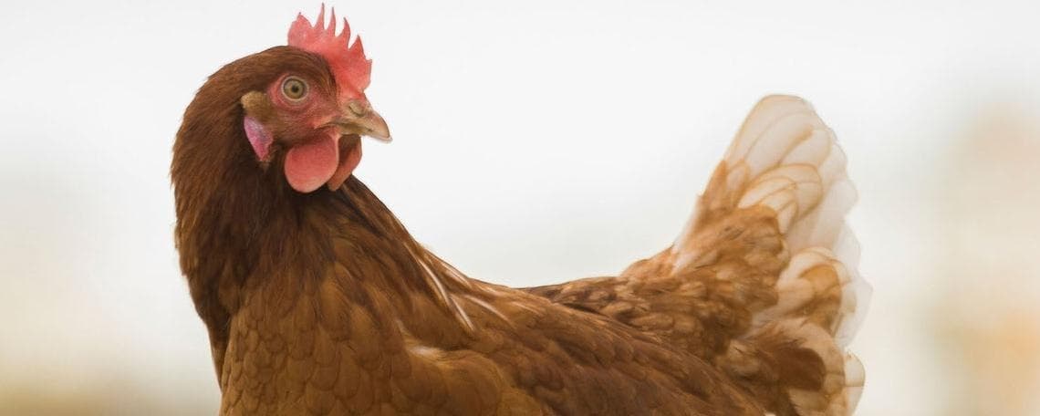 Mitarbeiter für den Einkaufsinnendienst (m/w/d) bei Eierhof Hennes GmbH