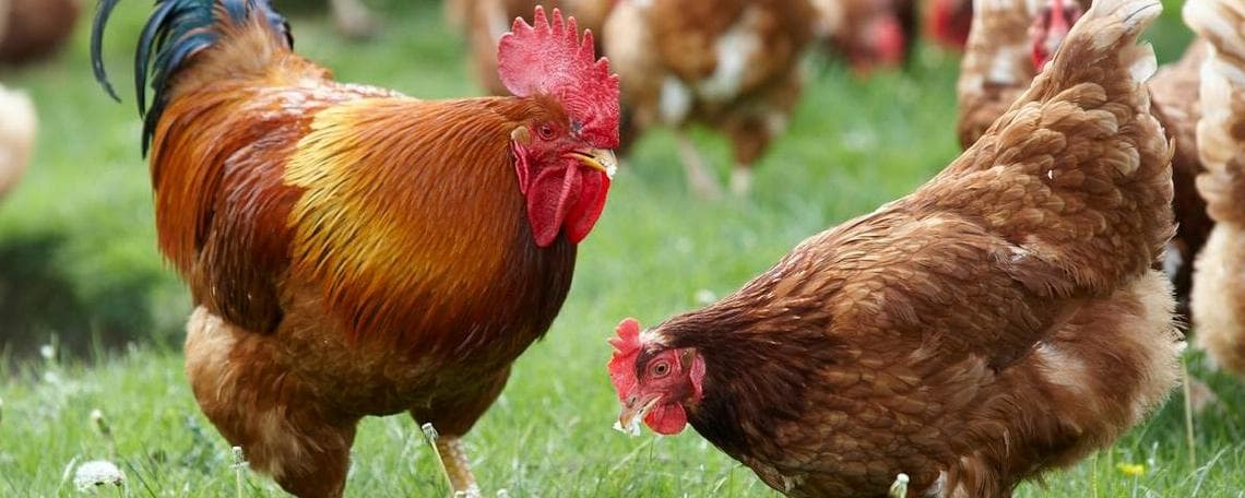 Mitarbeiter für den Einkaufsinnendienst (m/w/d) bei Eierhof Hennes GmbH