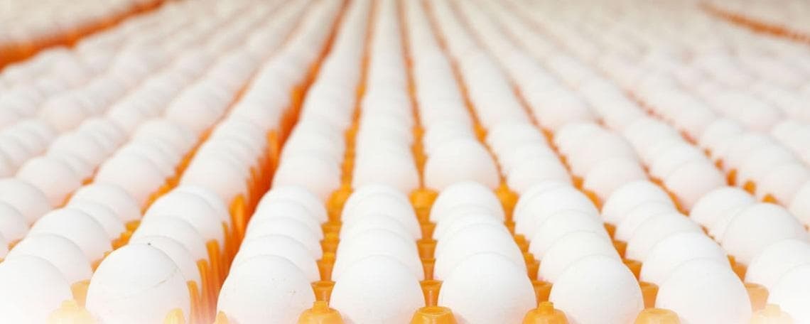 Mitarbeiter für den Einkaufsinnendienst (m/w/d) bei Eierhof Hennes GmbH