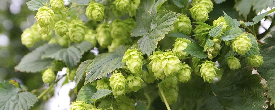 Sachbearbeiter m/w/d Rechnungsamt bei Gemeinde Sandhausen