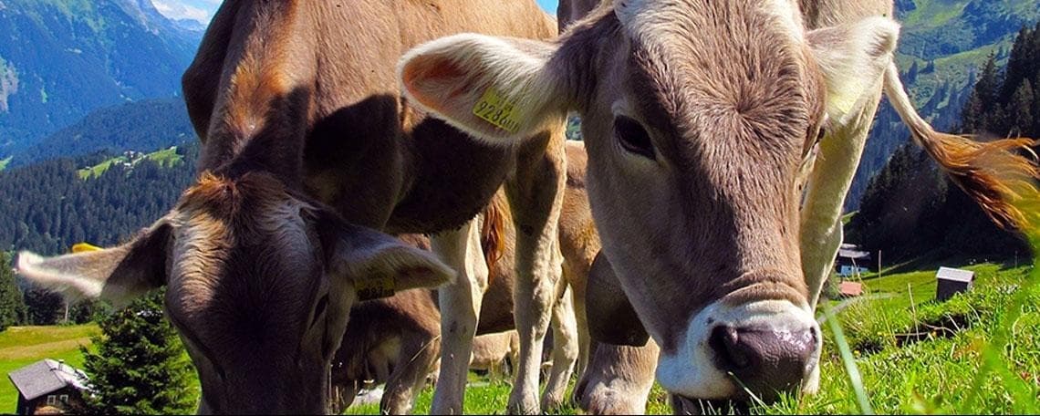 Mitarbeiter Qualitätssicherung (m/w/d) Bereich Trocknung bei Molkerei Hainichen-Freiberg GmbH & Co. KG