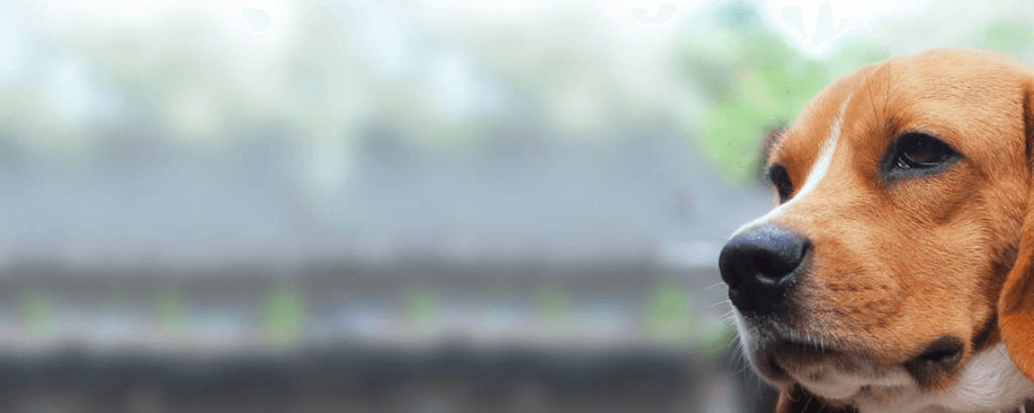 Lagermitarbeiter (m/w/d) in Teilzeit/Vollzeit bei Hitzegrad® - Ihr BARF-Experte