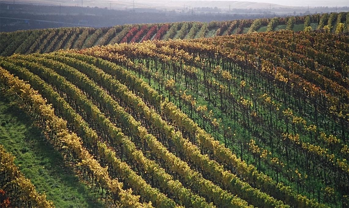 Mitarbeiter/in (m/w/d) im Sachgebiet EU-Weinbaukartei in Teilzeit bei Die Landwirtschaftskammer Rheinland-Pfalz