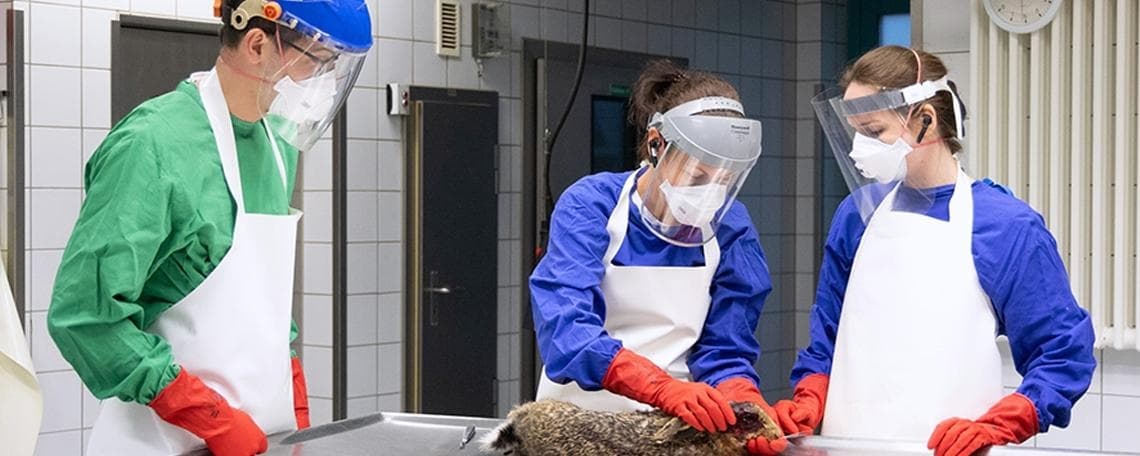 Tierärztin / Tierarzt (m/w/d) für die Leitung des Geschäftsbereichs Tiergesundheit bei Chemisches und Veterinäruntersuchungsamt Rhein-Ruhr-Wupper (CVUA-RRW)