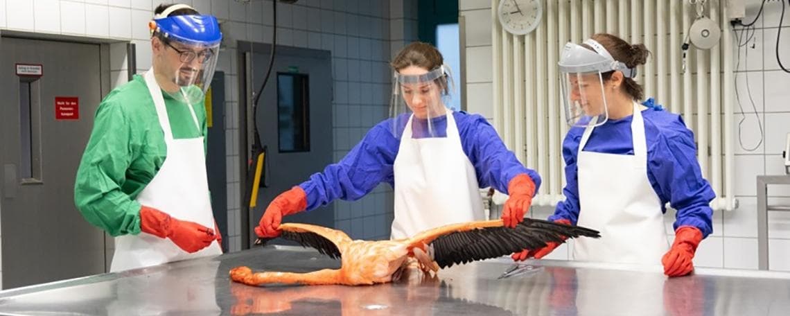 Tierärztin / Tierarzt (m/w/d) für die Leitung des Geschäftsbereichs Tiergesundheit bei Chemisches und Veterinäruntersuchungsamt Rhein-Ruhr-Wupper (CVUA-RRW)